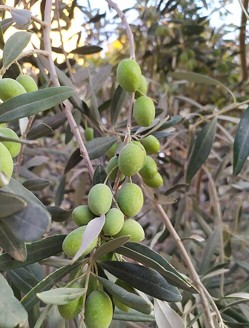 Ancient Nabali, Souri, and Rumi olive trees - Palestinian heritage varieties
